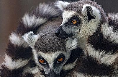 RTX4090运行《上古卷轴5》+光追等Mod 画面效果惊艳