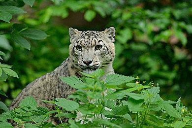 《盗贼之海》开发者为游戏未来制定了“宏伟计划”